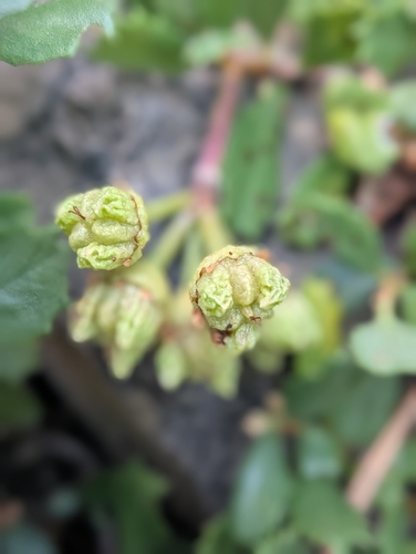 iNaturalist observation photo of Mahala mat