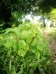 Triumfetta semitriloba