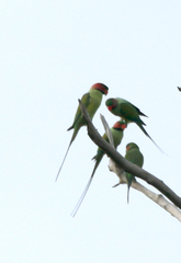 Psittacula longicauda
