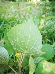 Triumfetta semitriloba