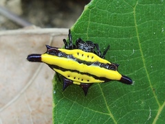 Gasteracantha sturi