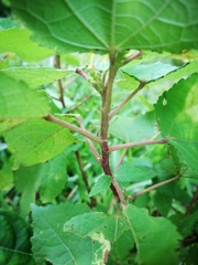 Triumfetta semitriloba