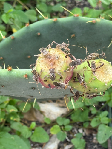 Leaf-footed Cactus Bug