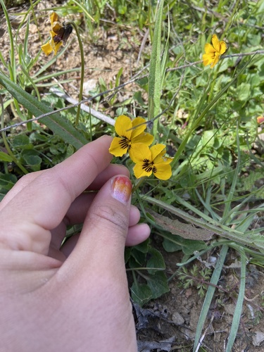 iNaturalist observation photo of Violets
