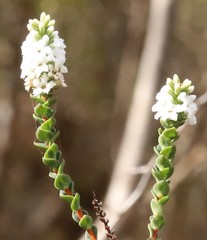 Leucopogon cucullatus