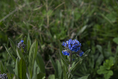 Cynoglottis barrelieri