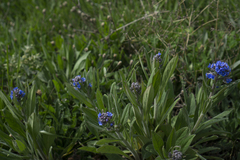 Cynoglottis barrelieri