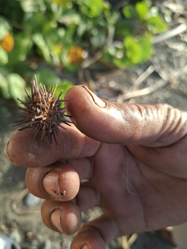 Atlantic Rock-boring Urchin