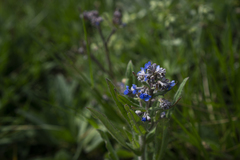 Cynoglottis barrelieri