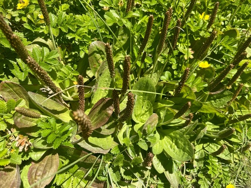 Plantago subnuda, photograph 6