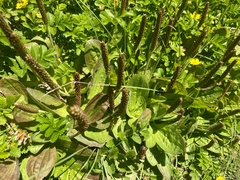 Plantago subnuda, photograph author not stated, no rights reserved