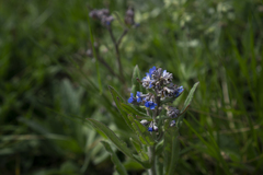 Cynoglottis barrelieri