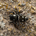 Heliophanus apiatus - Photo (c) Martin Galli, μερικά δικαιώματα διατηρούνται (CC BY-NC), uploaded by Martin Galli