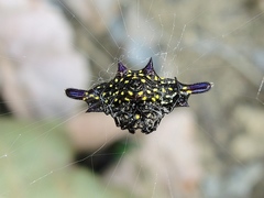 Gasteracantha sturi