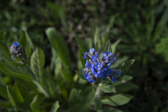 Cynoglottis barrelieri