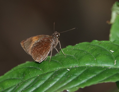 Koruthaialos rubecula