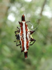 Gasteracantha frontata