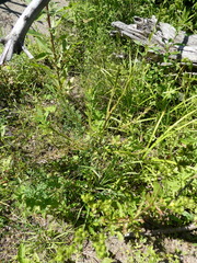Barbarea stricta, photograph author not stated, no rights reserved