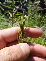 Barbarea stricta, photograph author not stated, no rights reserved