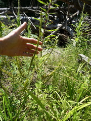 Barbarea stricta, photograph author not stated, no rights reserved