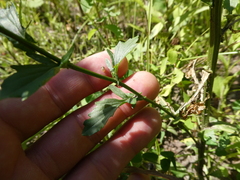 Barbarea stricta, photograph author not stated, no rights reserved