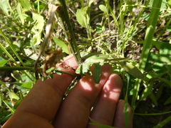 Barbarea stricta