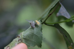 Ricaniidae