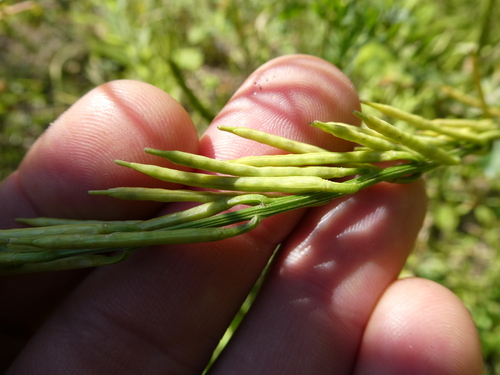 Barbarea stricta, photograph 6