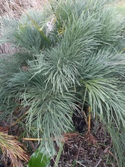 Aciphylla dieffenbachii