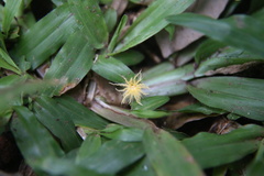 Ricaniidae