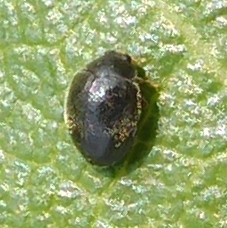 Stethorus