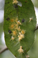 Ricaniidae
