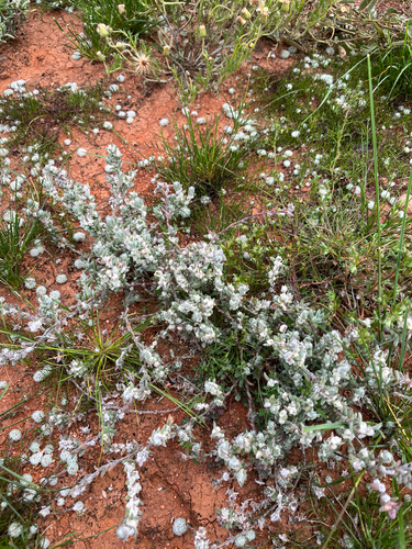 Maireana sclerolaenoides, 2026-07-26