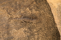 Ptyodactylus guttatus