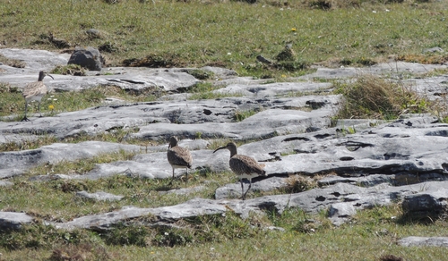 iNaturalist image