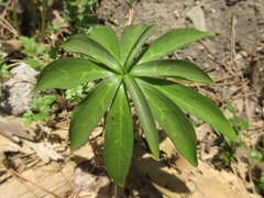 Lilium tsingtauense