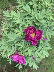 Paeonia × suffruticosa