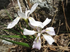 Iris rossii