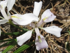 Iris rossii