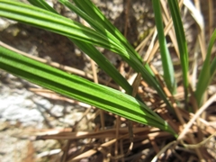 Iris rossii