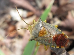 Acanthosoma denticaudum