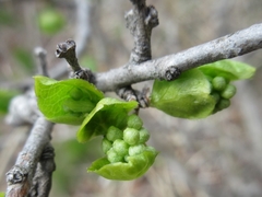 Symplocos sawafutagi