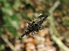 Gasteracantha frontata