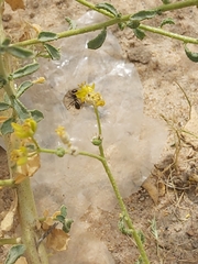 Cataglyphis adenensis