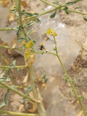 Cataglyphis adenensis