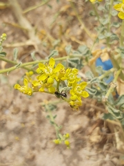 Cataglyphis adenensis