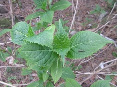 Hydrangea serrata