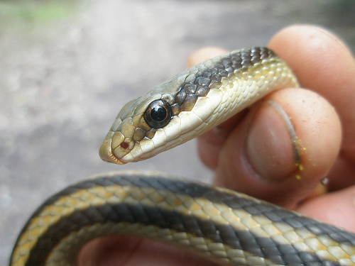 Eastern Patch-nosed Snake