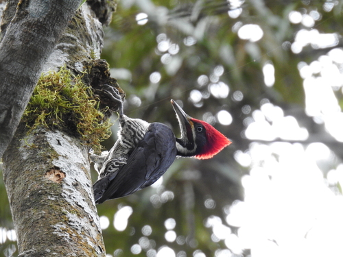 Lineated Woodpecker
