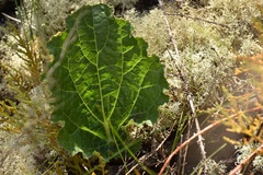 Lichtensteinia latifolia